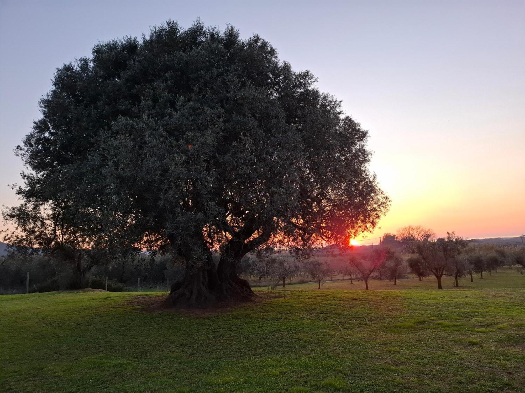 Agriturismo Il Vecchio Olivo Castagneto Carducci Exterior foto